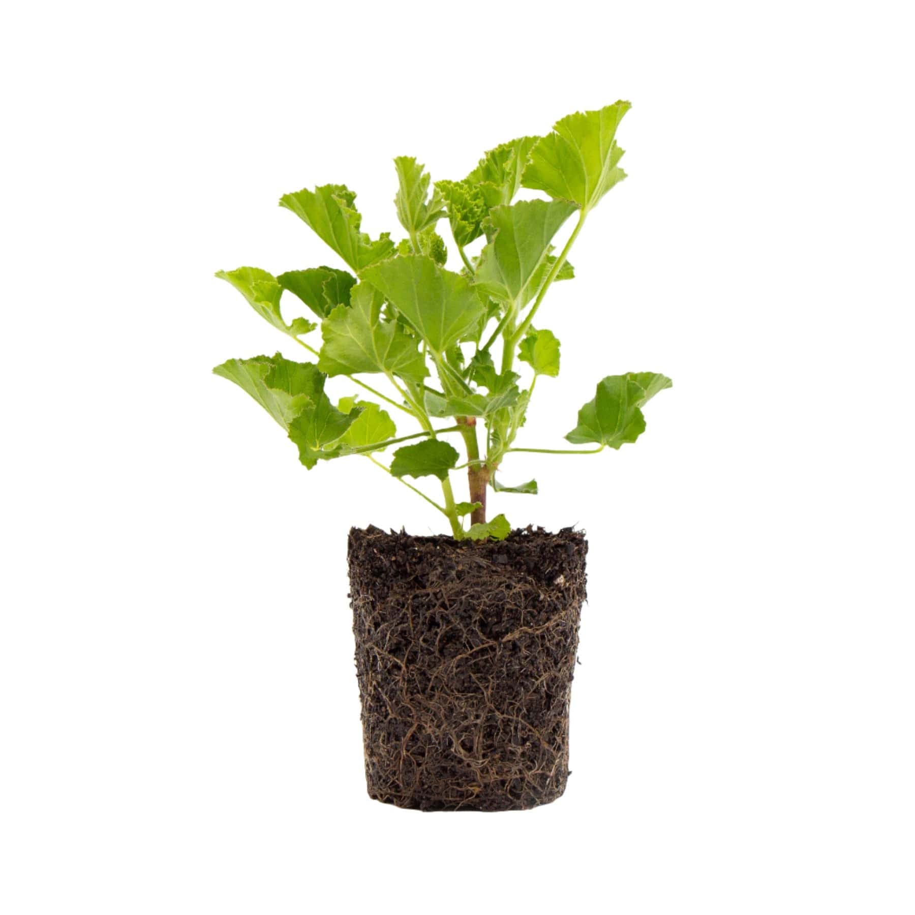 Geranium 'Cola Bottles' plant - Eden-grown