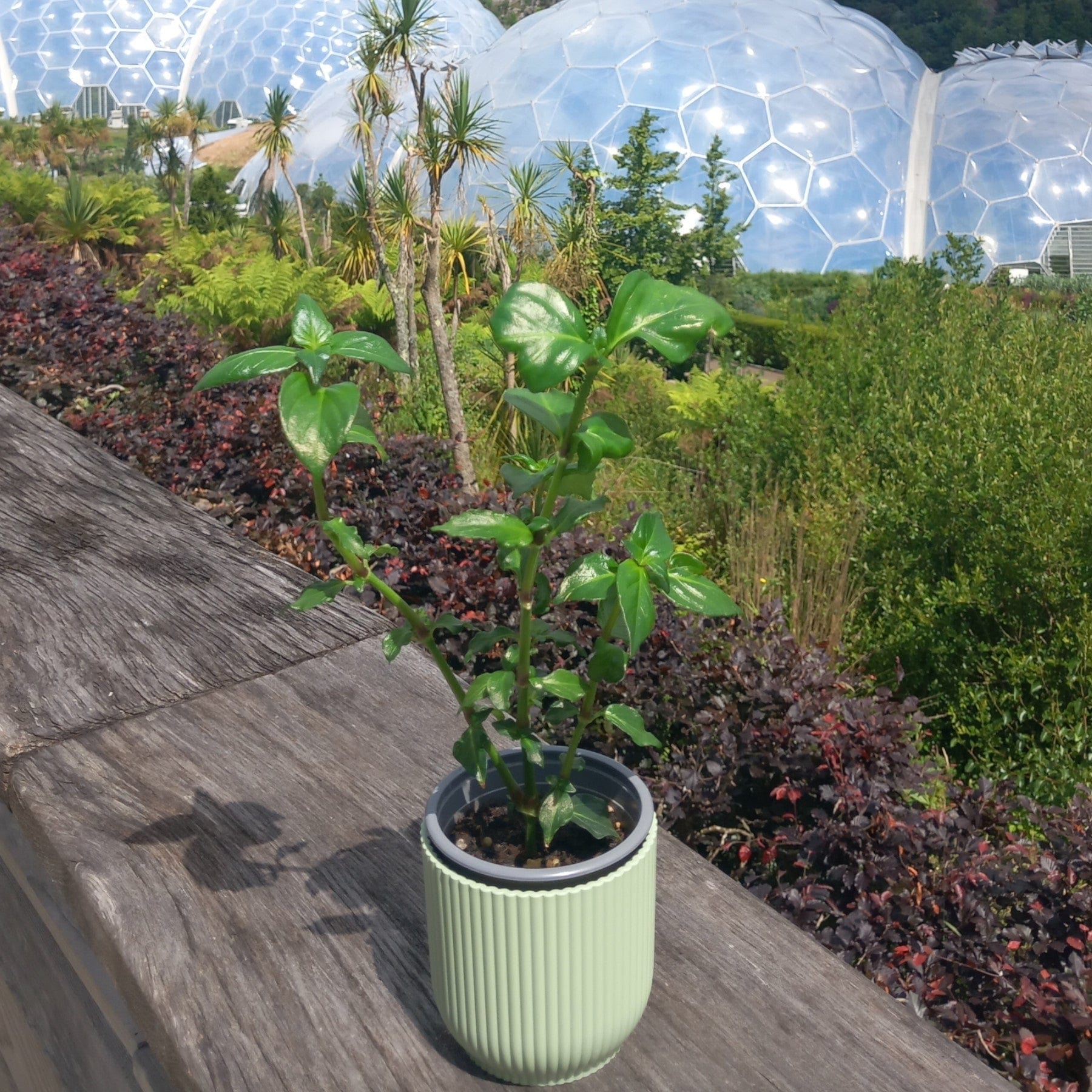 Mushroom plant - Eden-grown