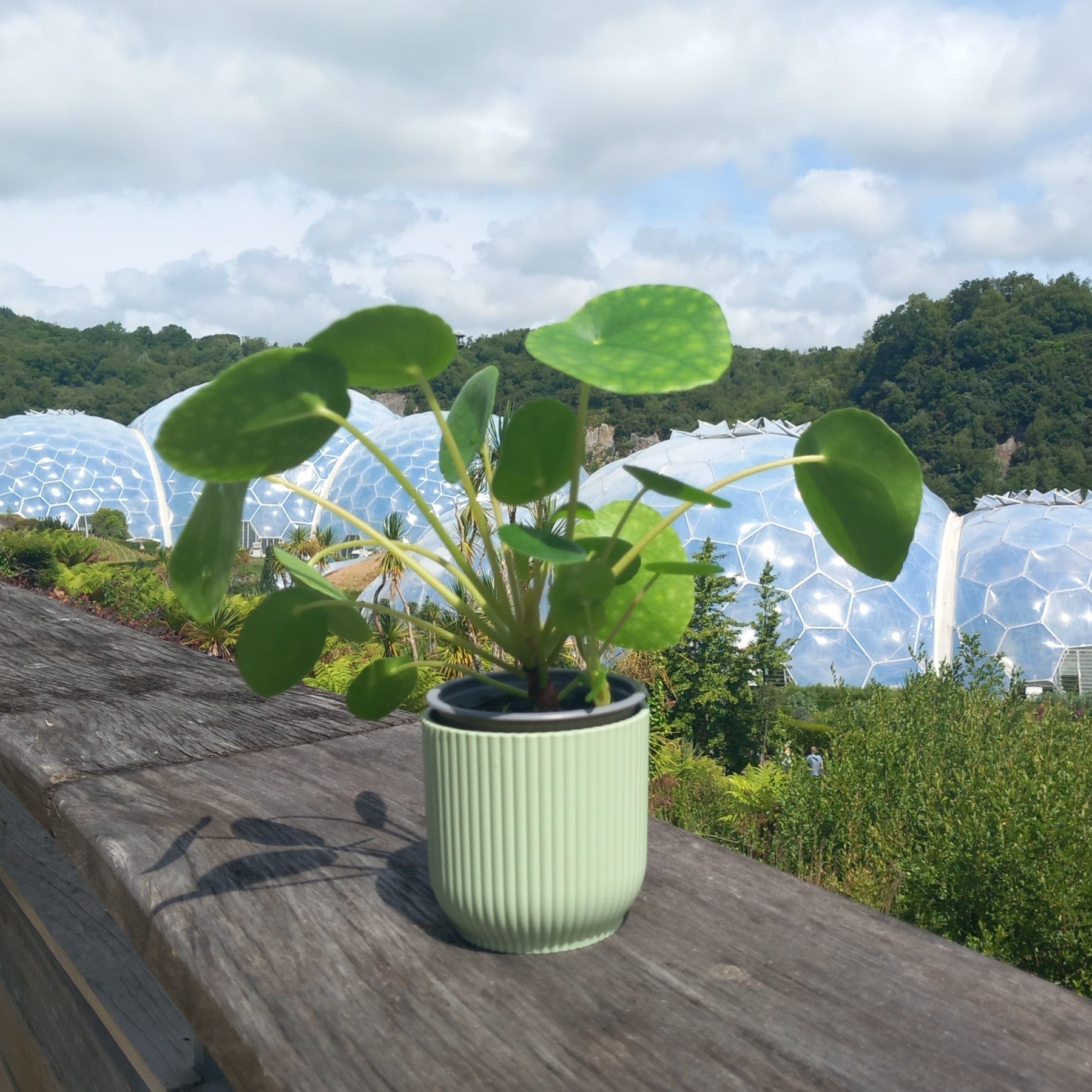 Chinese money plant - Eden-grown