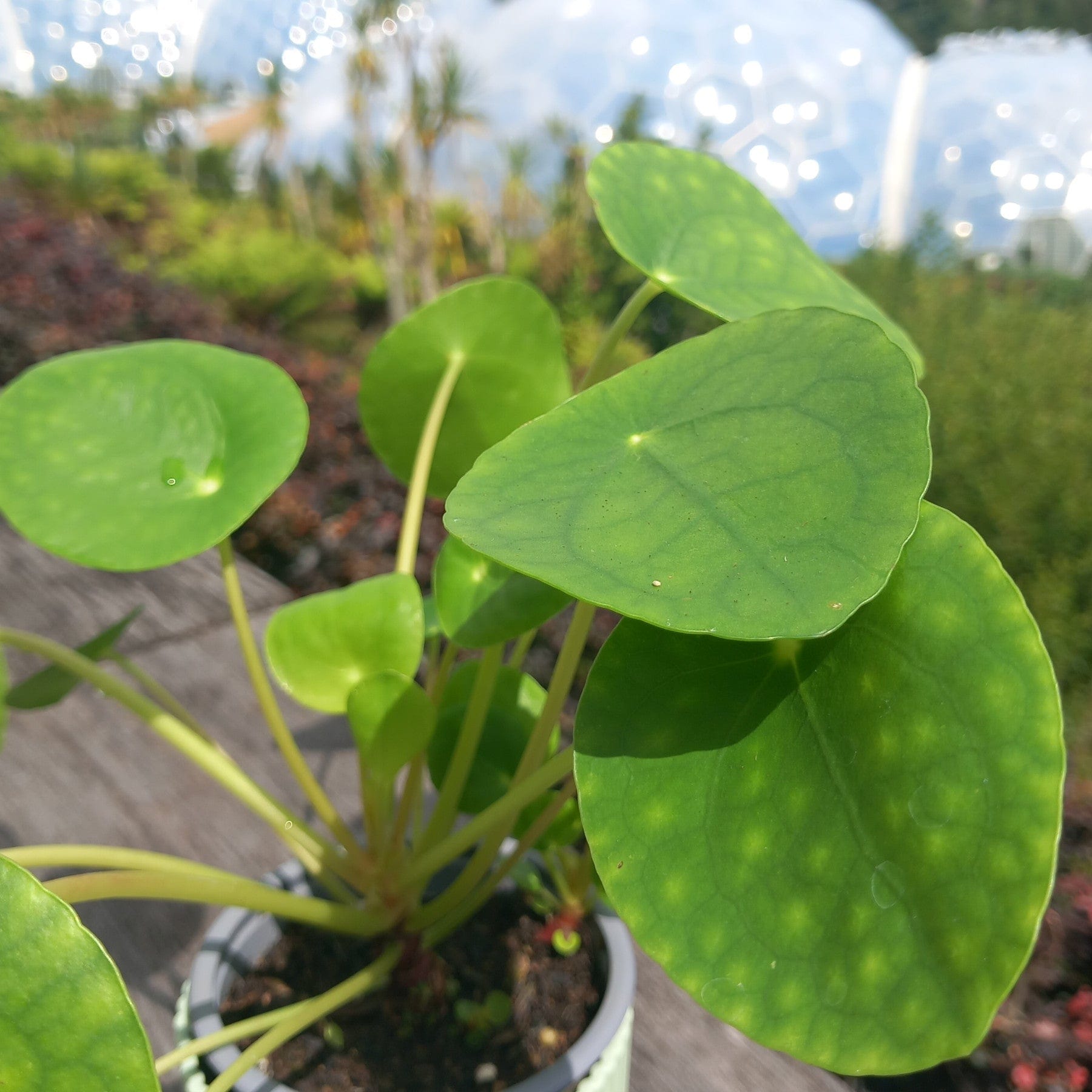 Chinese money plant - Eden-grown