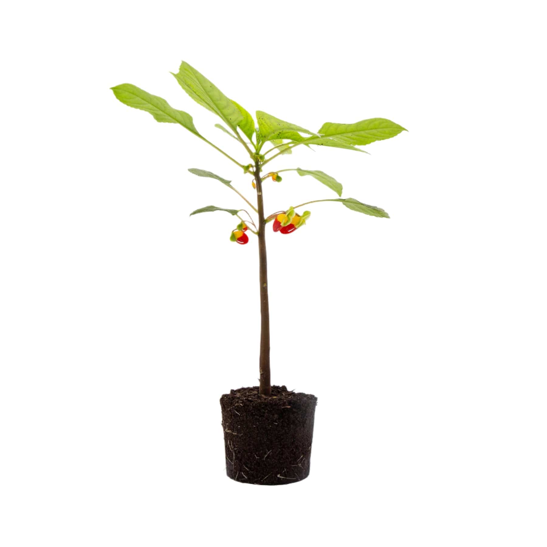 Congo cockatoo plant - Eden-grown