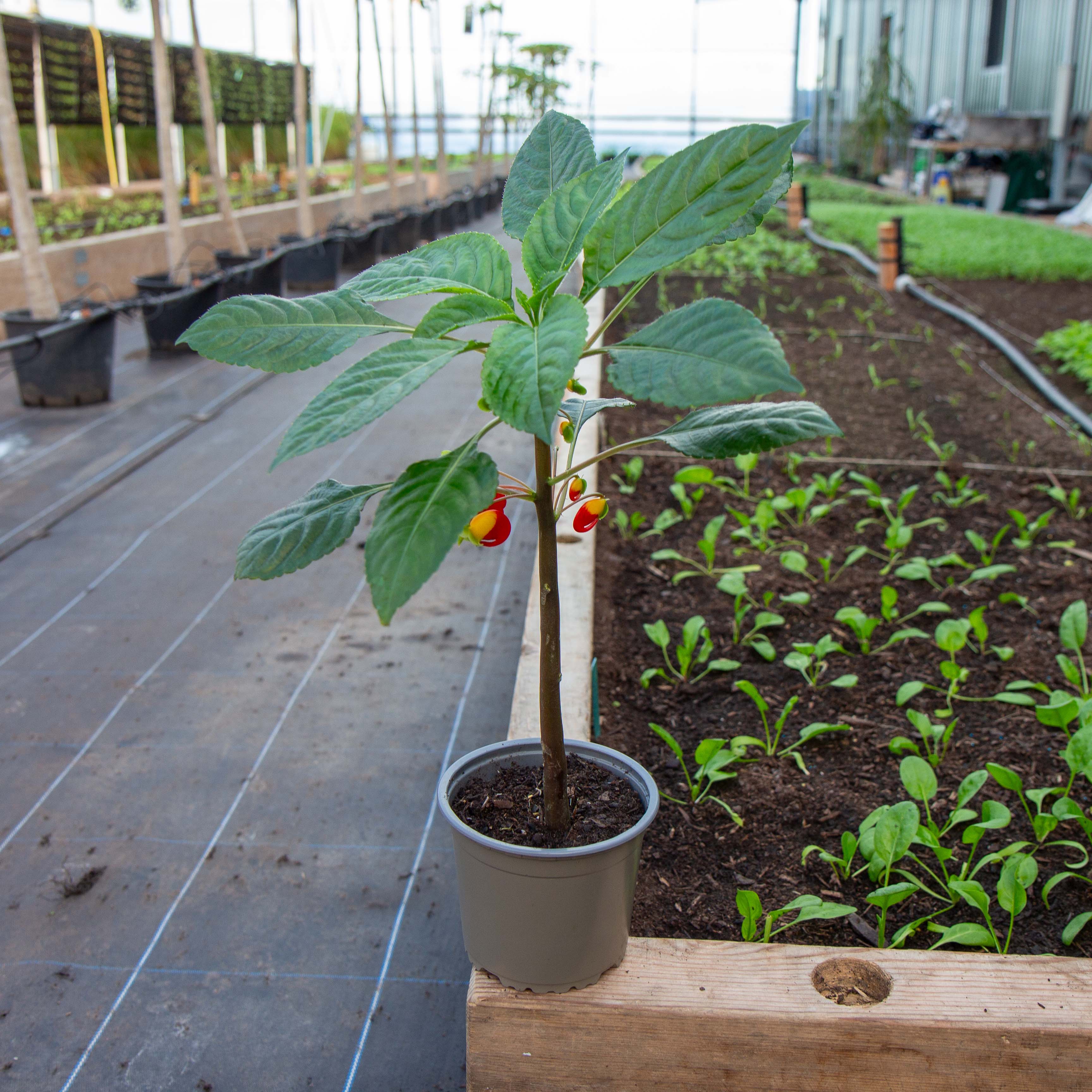 Congo cockatoo plant - Eden-grown