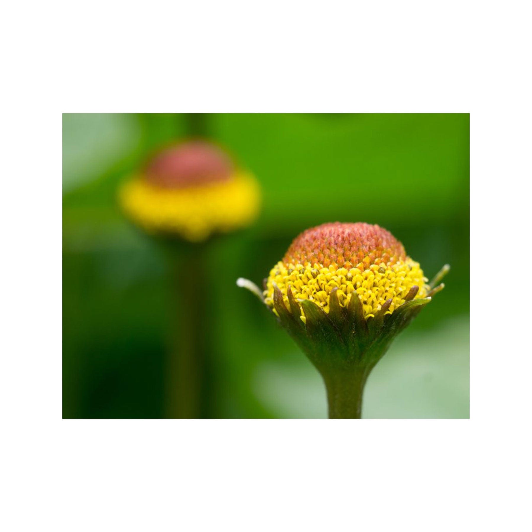 Electric daisy seed pack