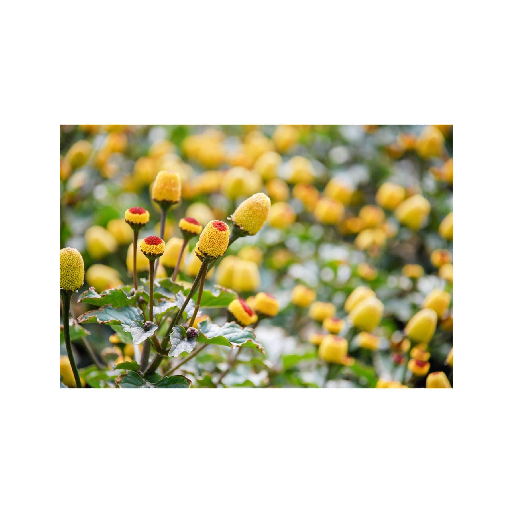 Electric daisy seed pack