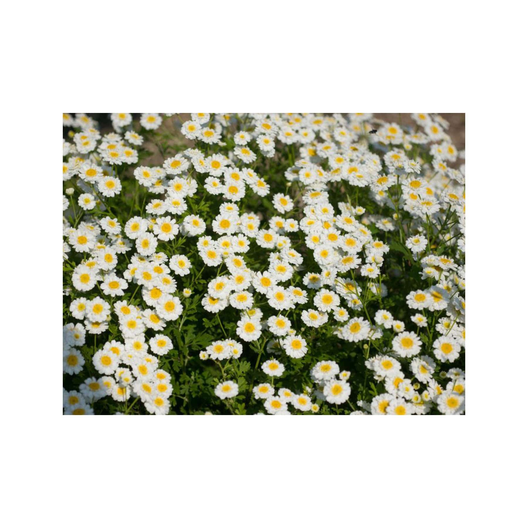 Feverfew seed pack