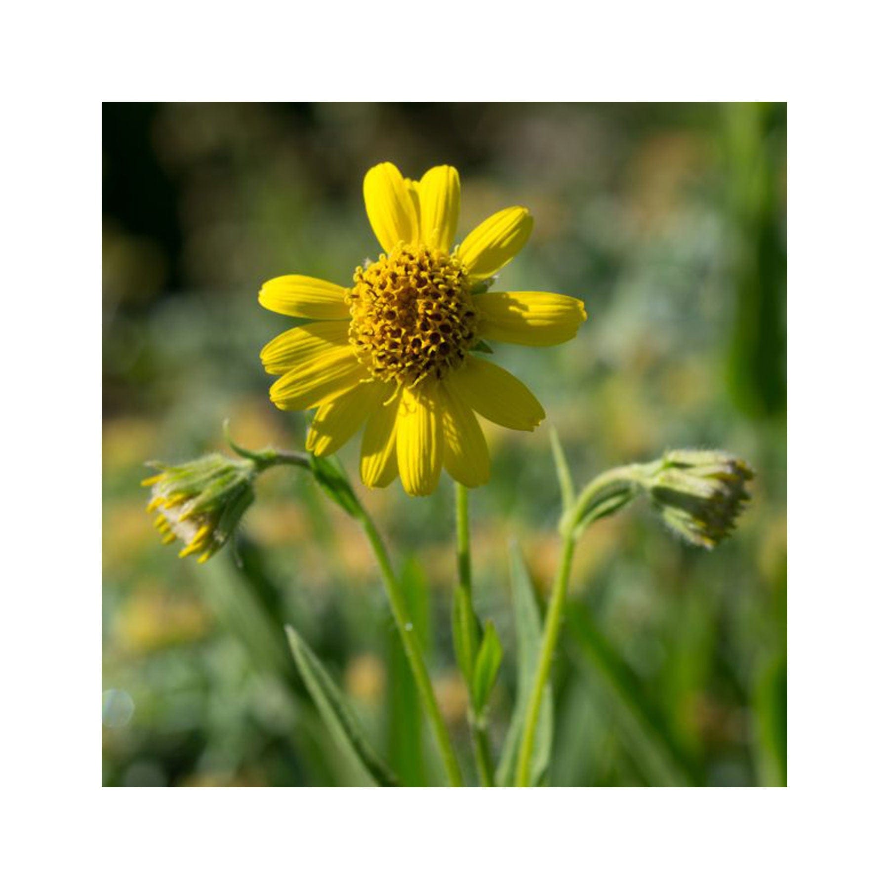 First aid herbal garden seed collection