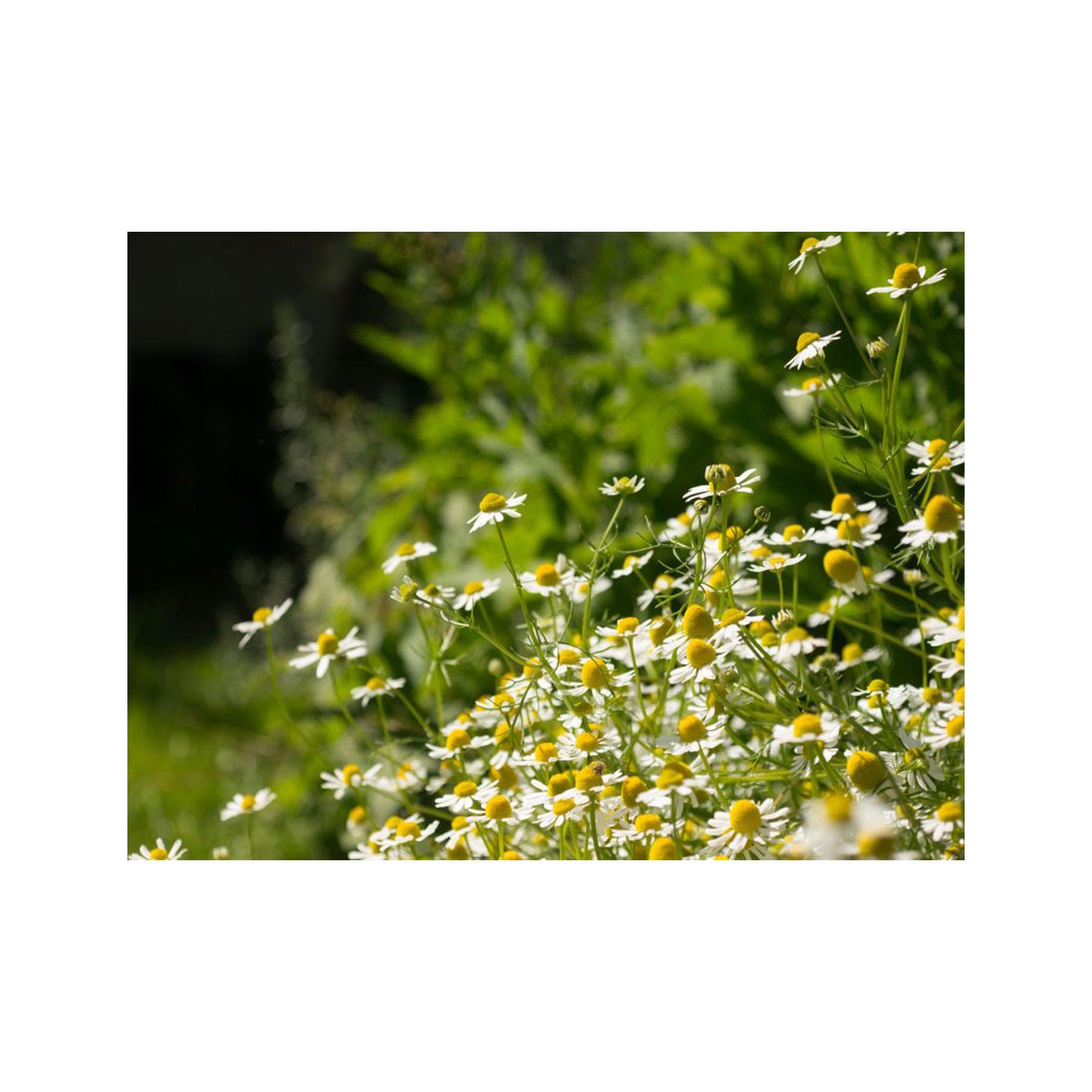 Chamomile German seed pack