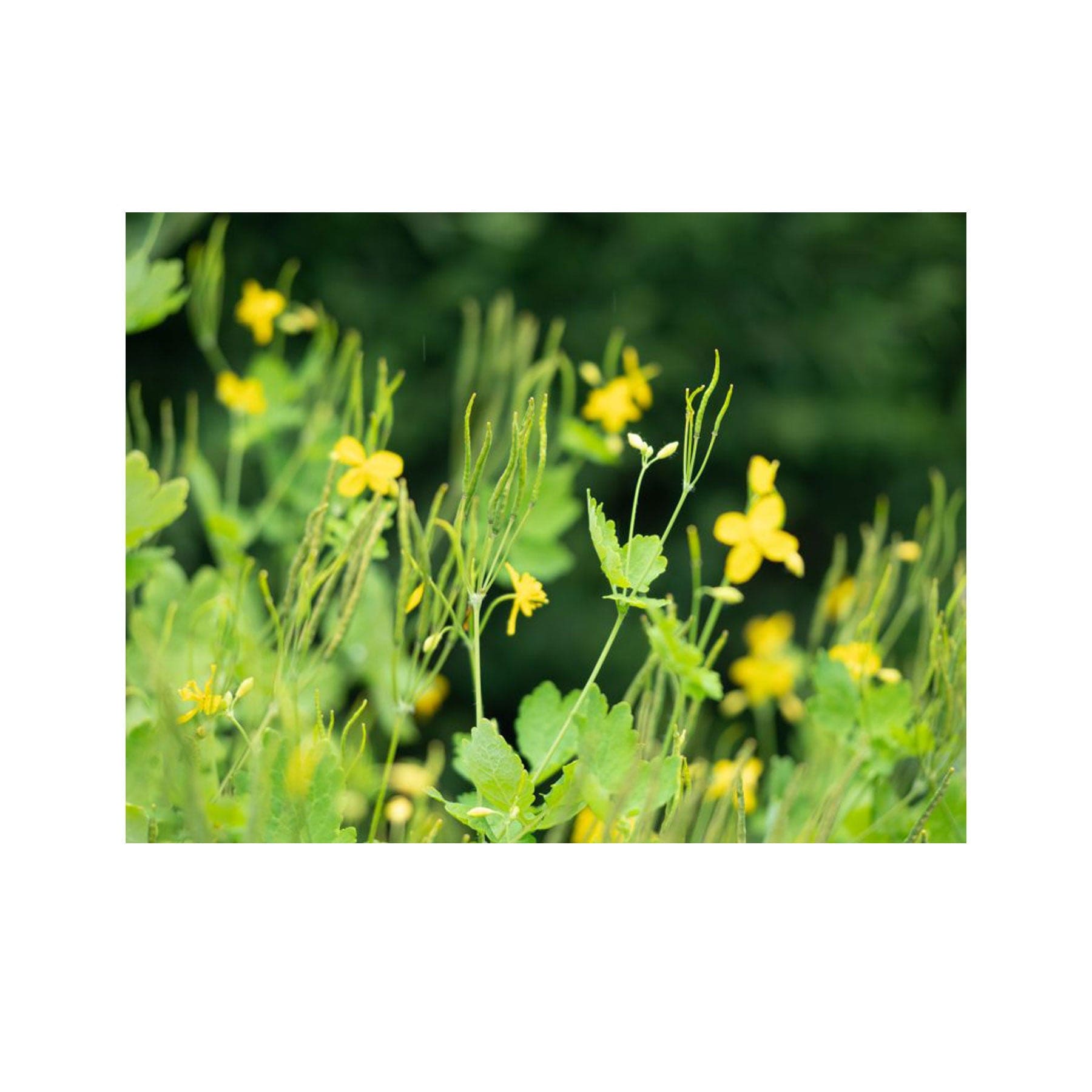 Greater celandine seed pack