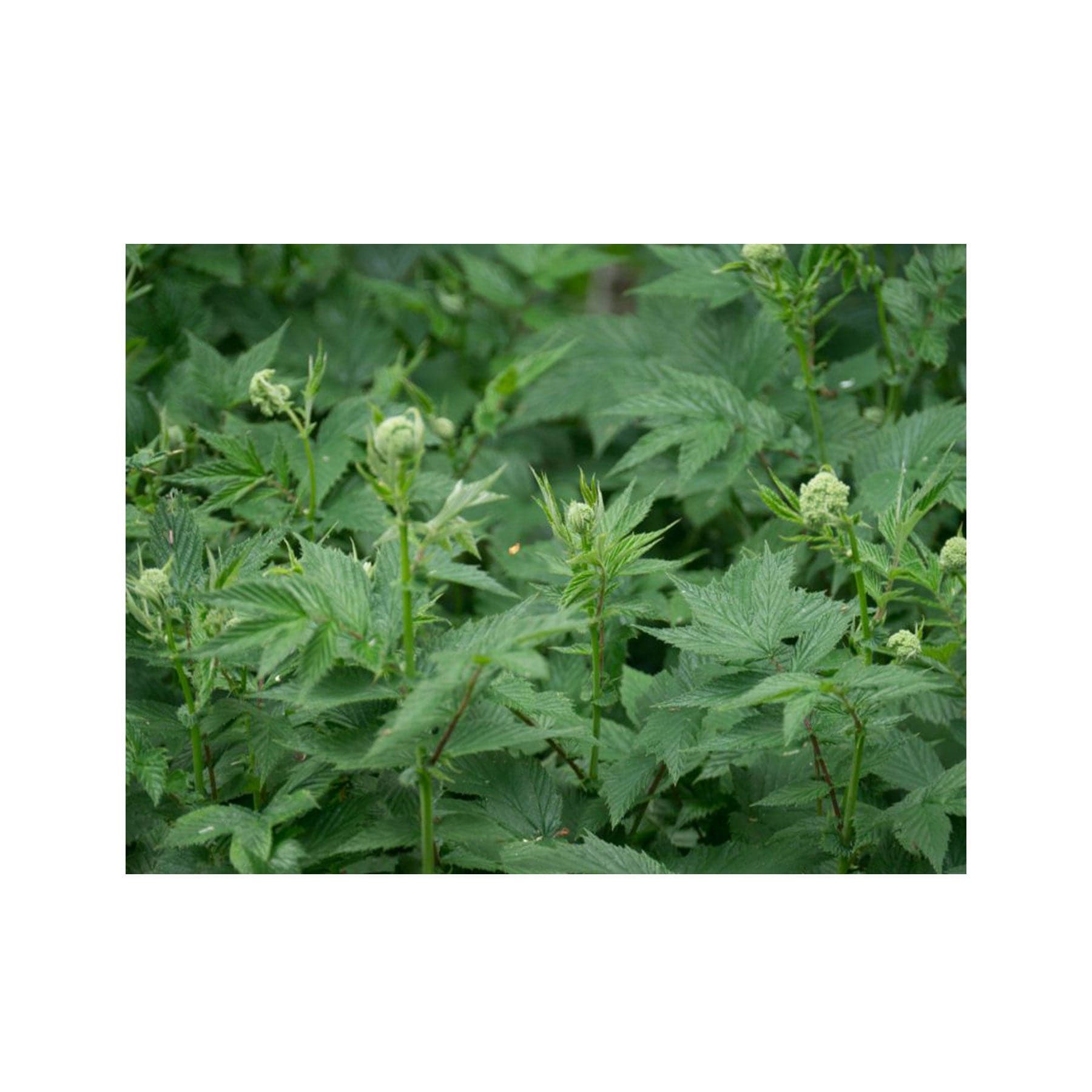Meadowsweet seed pack