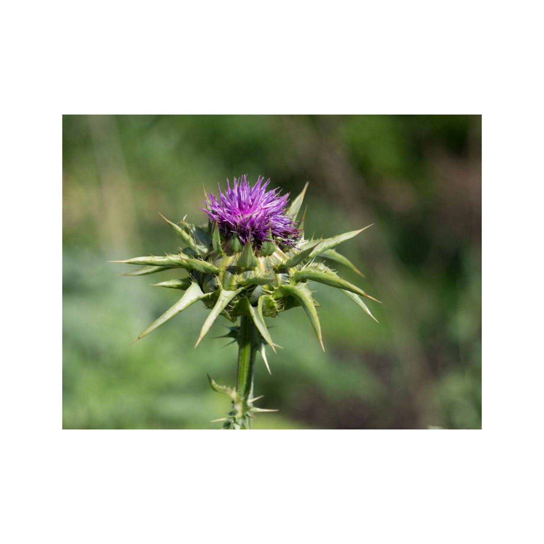 Milk thistle seed pack