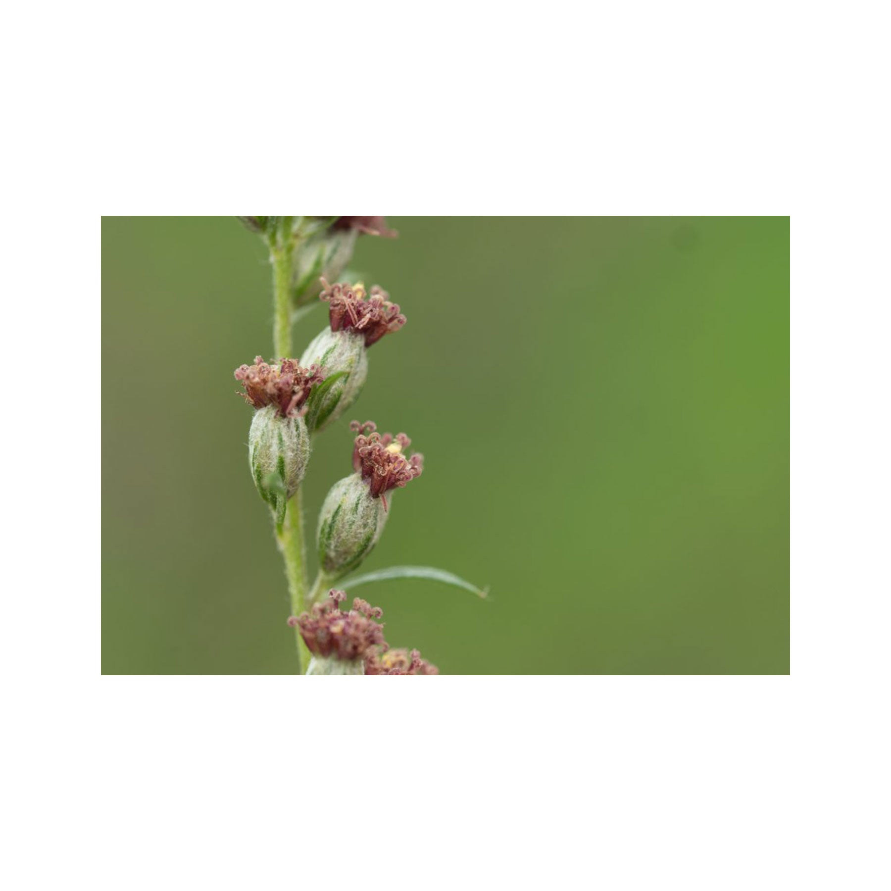 Mugwort seed pack