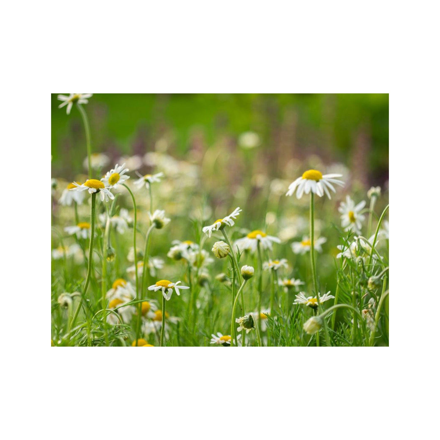 Roman chamomile seed pack