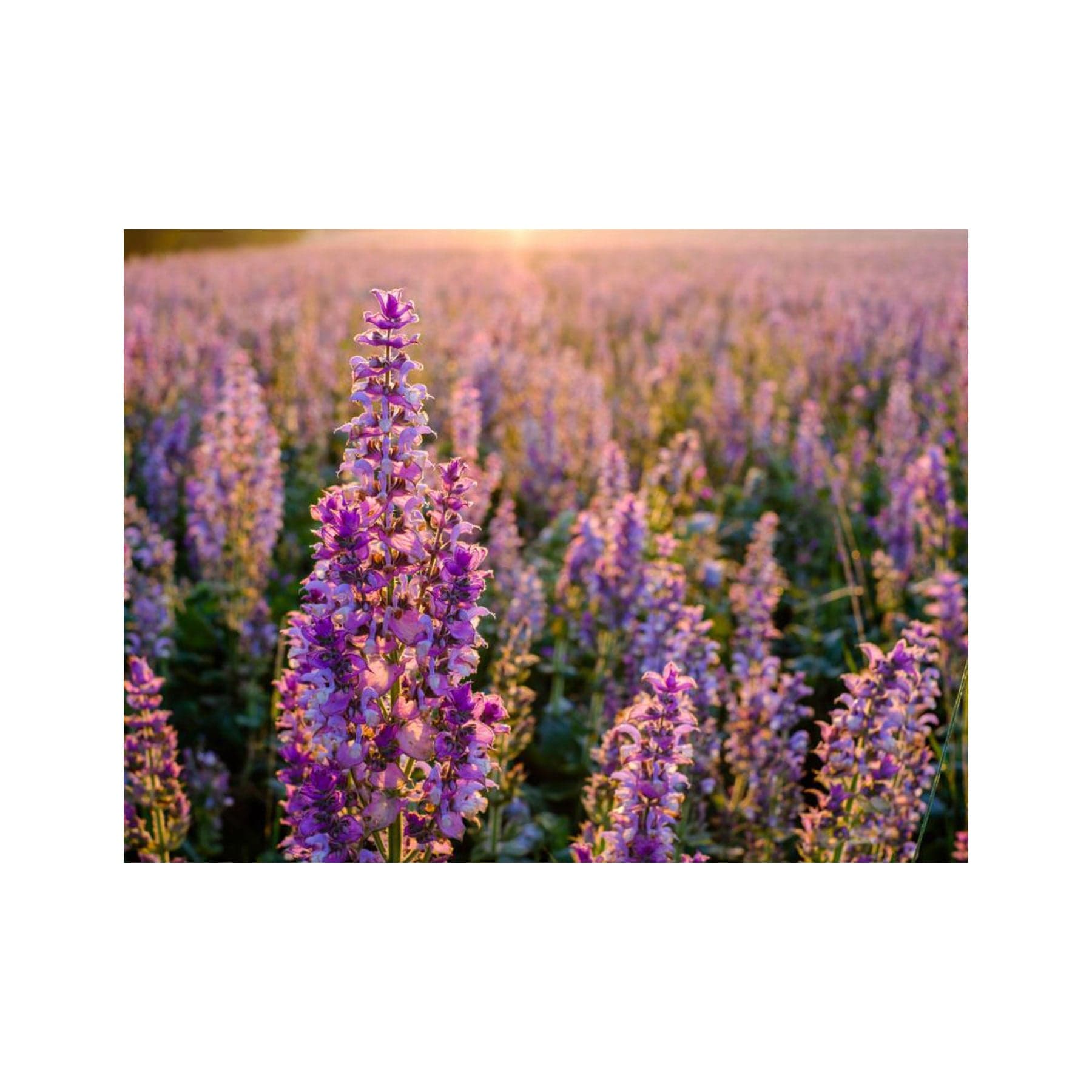 Clary sage seed pack