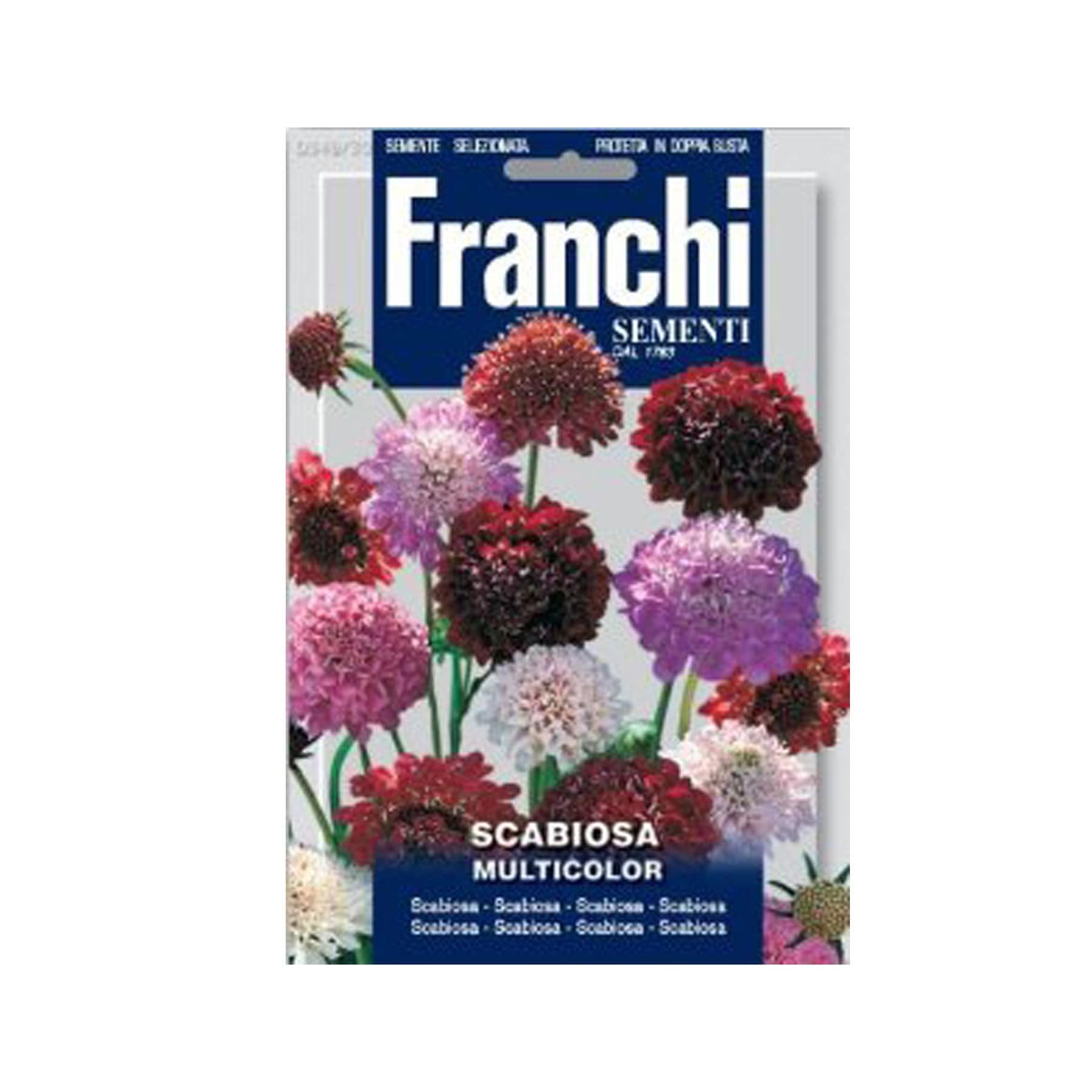 Scabiosa