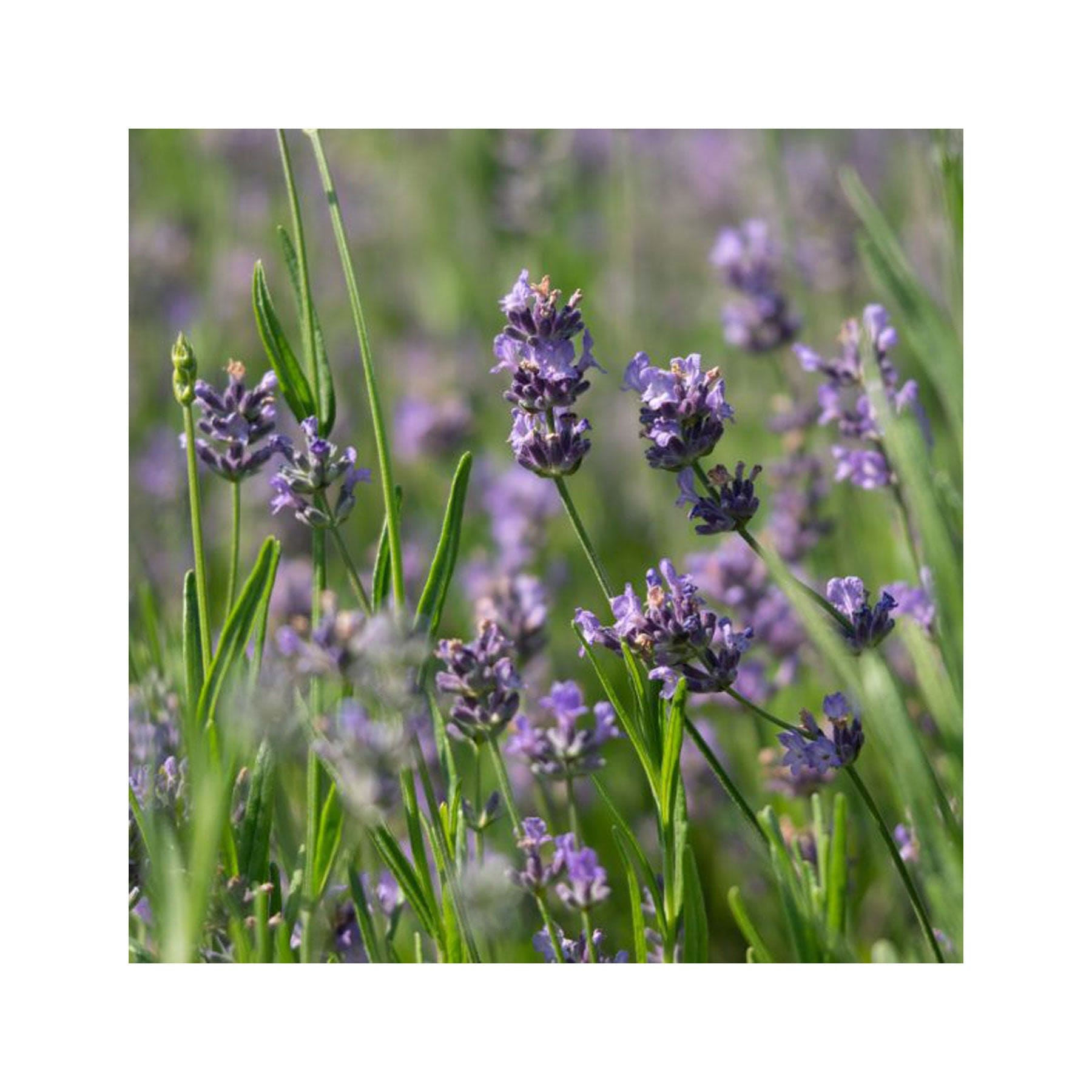 The scented garden seed collection