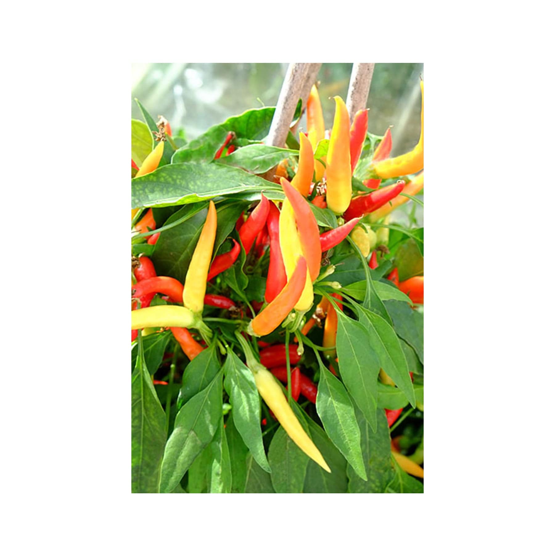 Hot juan chilli seeds
