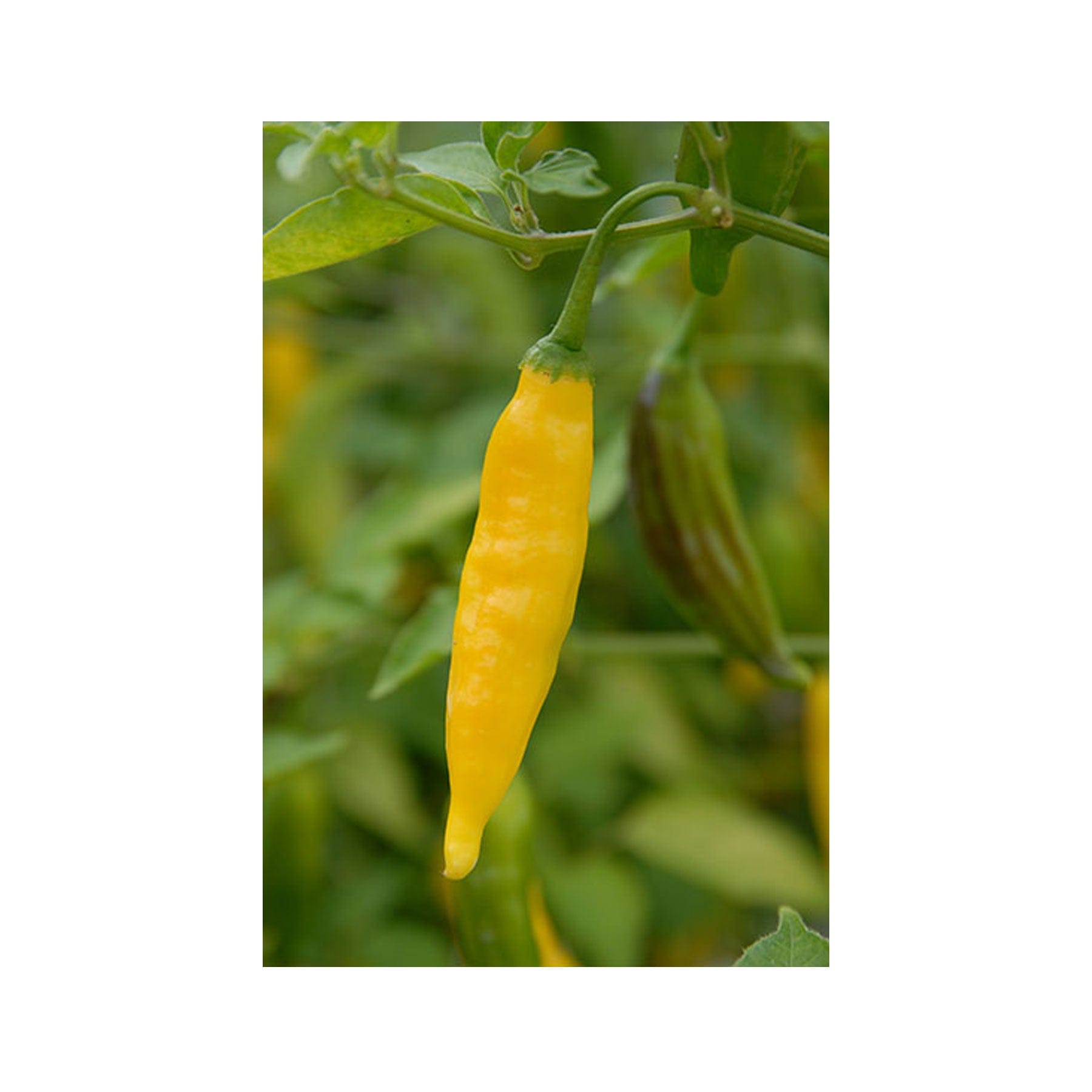 Lemon drop chilli seeds