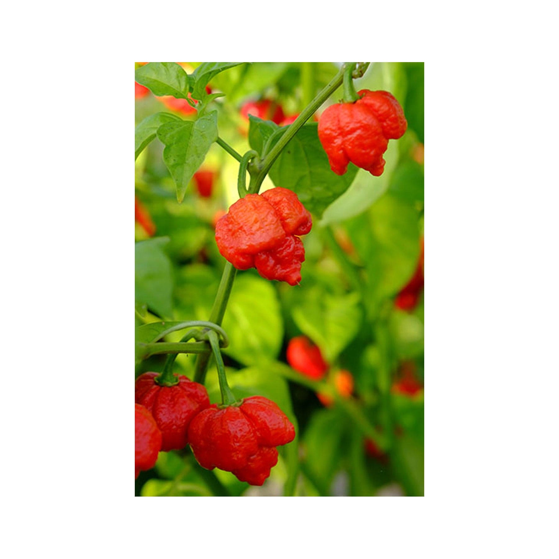 Moruga scorpion chilli seeds