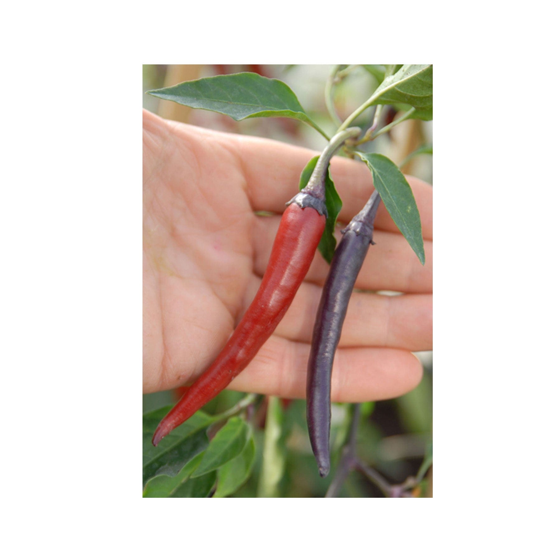 Purple haze chilli seeds