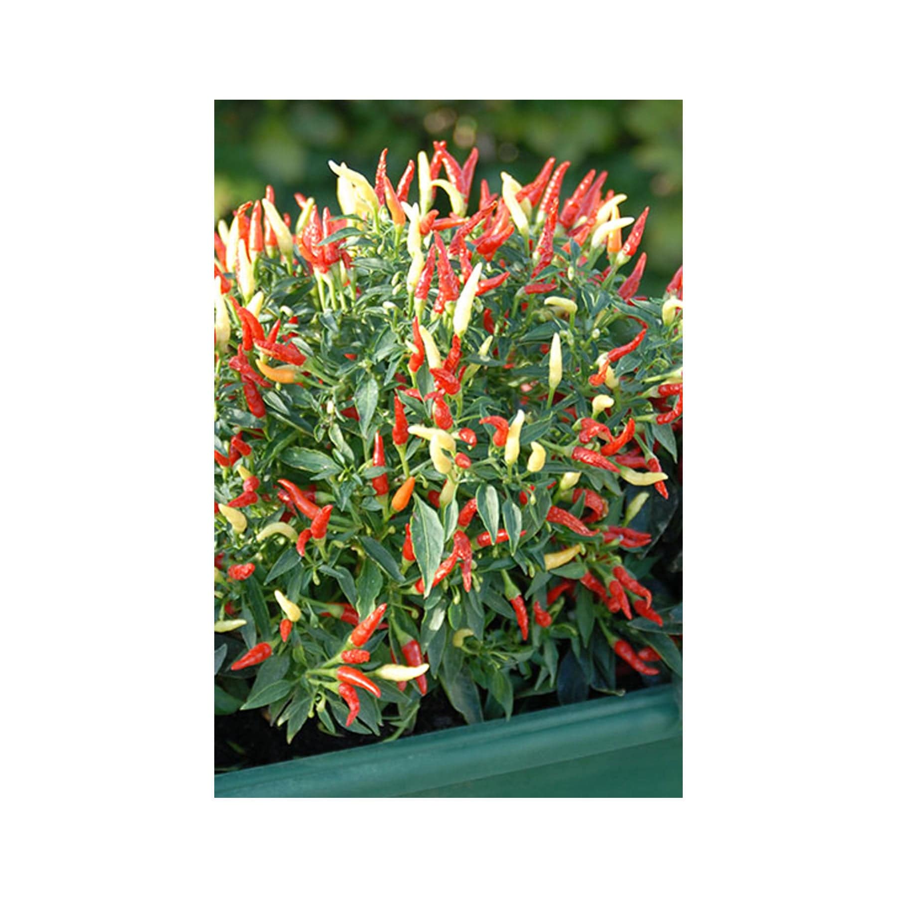 Sparkler chilli seeds