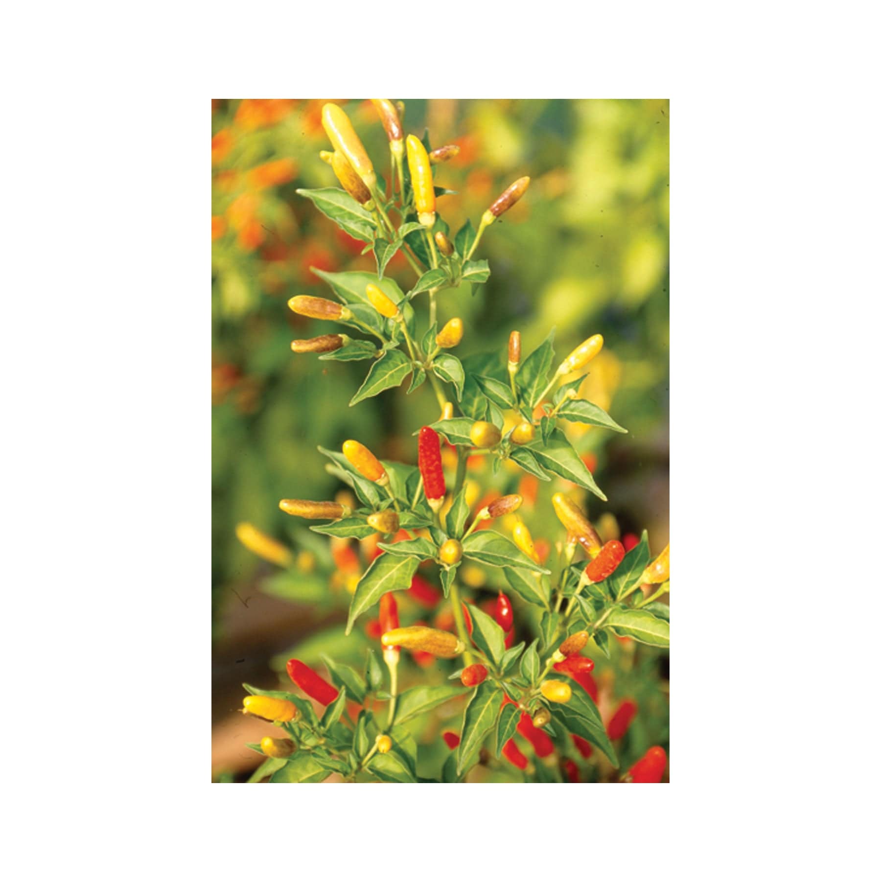 Tabasco chilli seeds