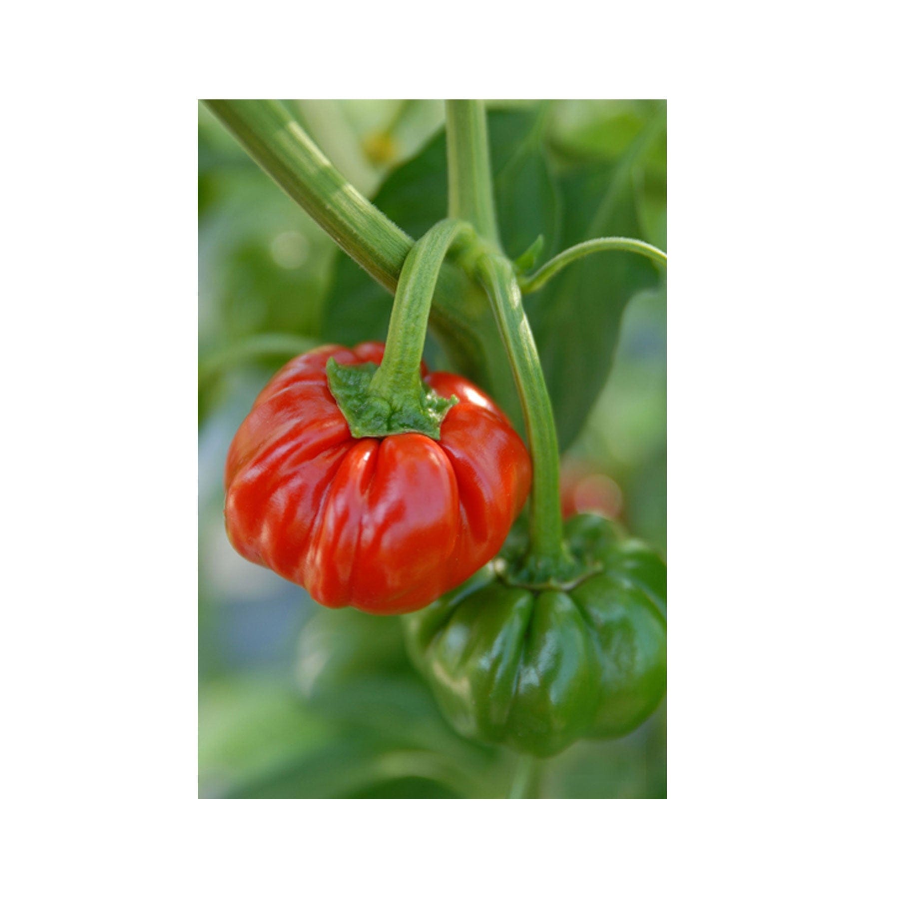 Thai pumpkin chilli seeds