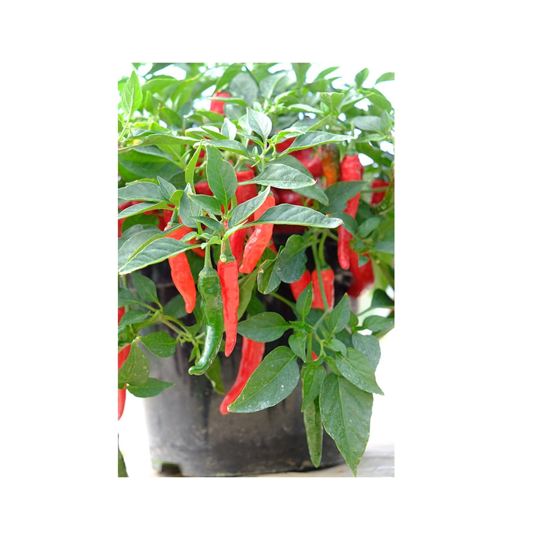Cayennetta chilli seeds