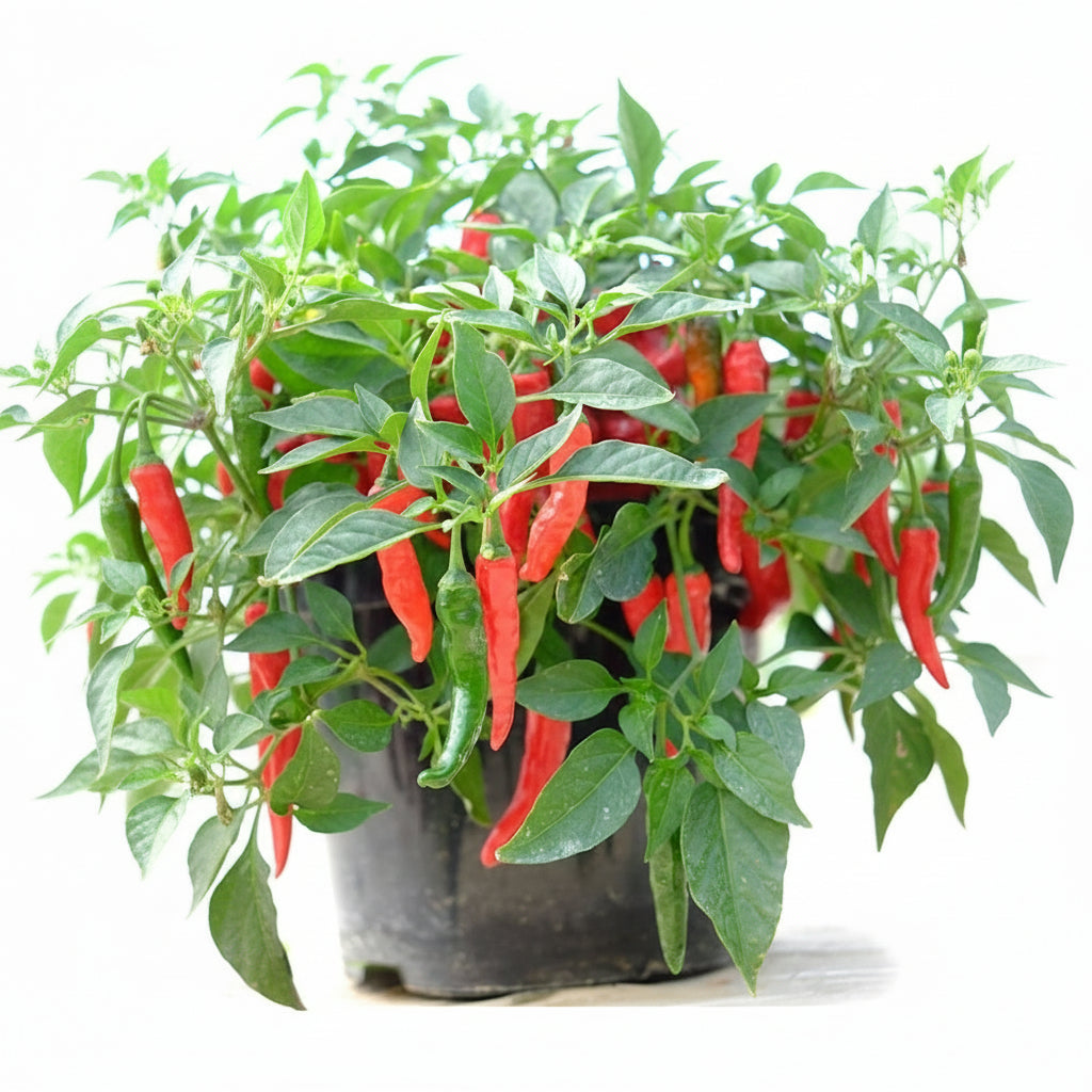 Cayennetta chilli seeds