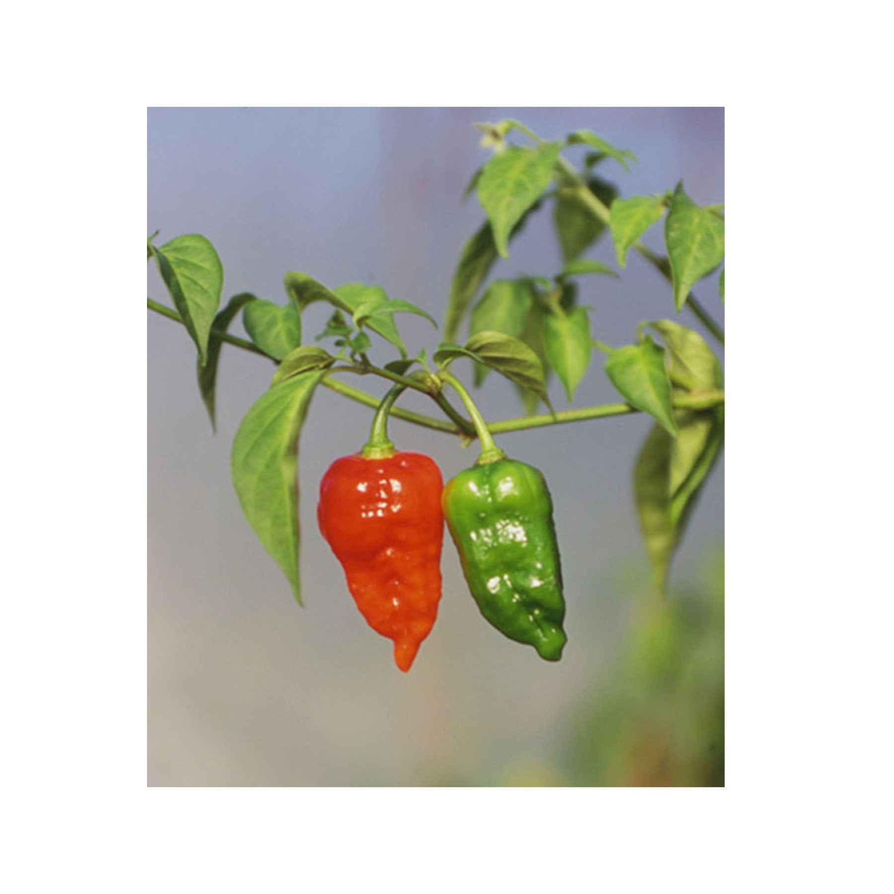 Dorset naga chilli seeds