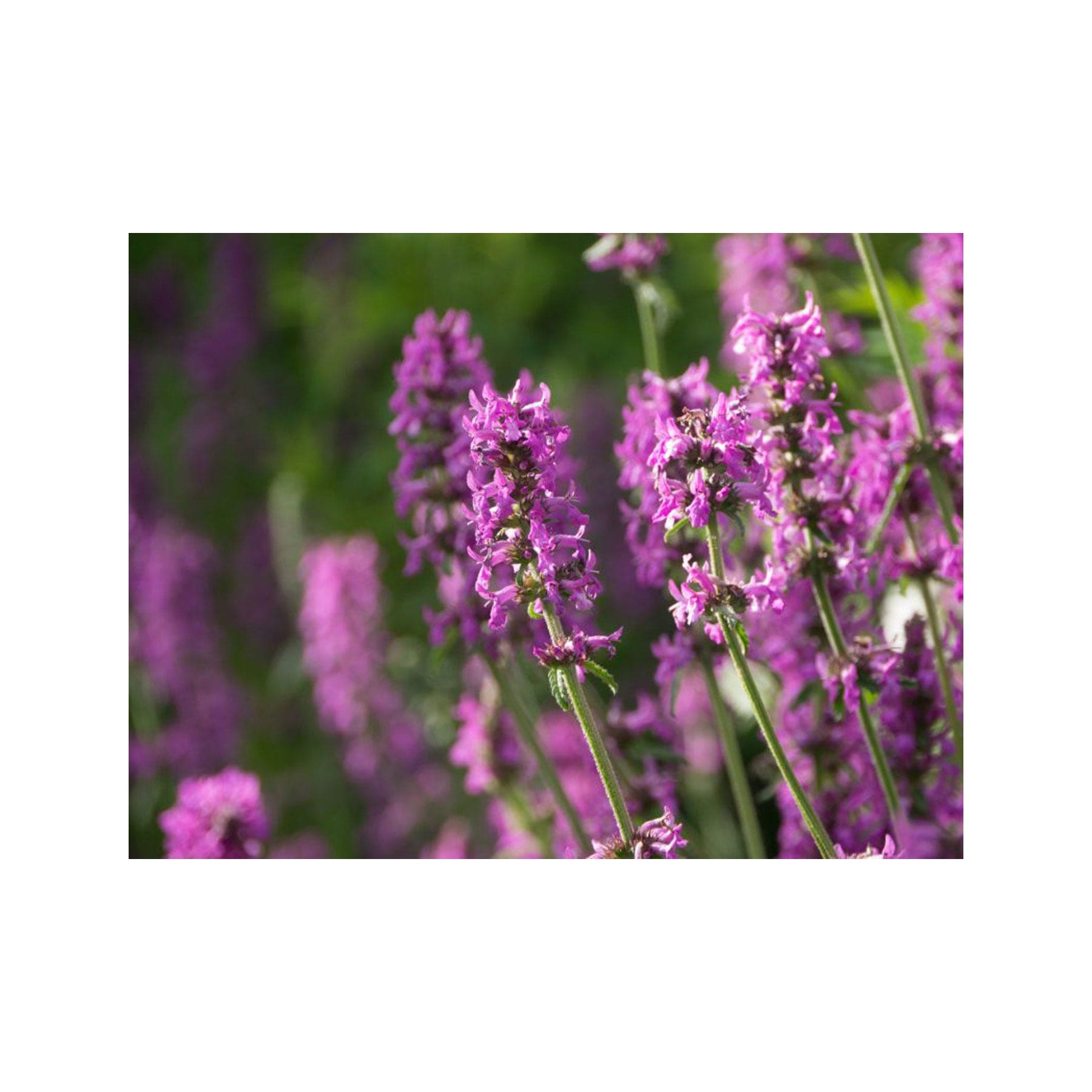 Wood betony seed pack