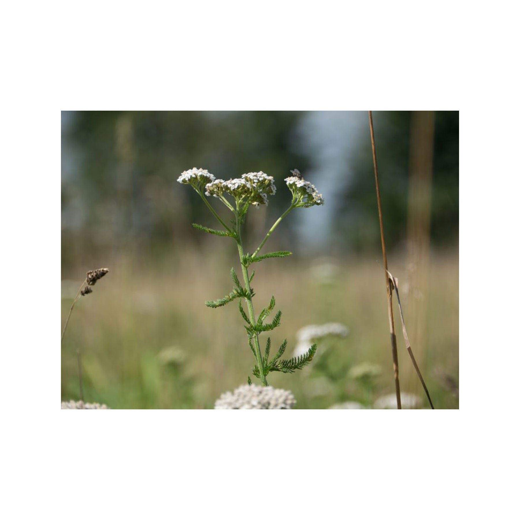 Yarrow seed pack