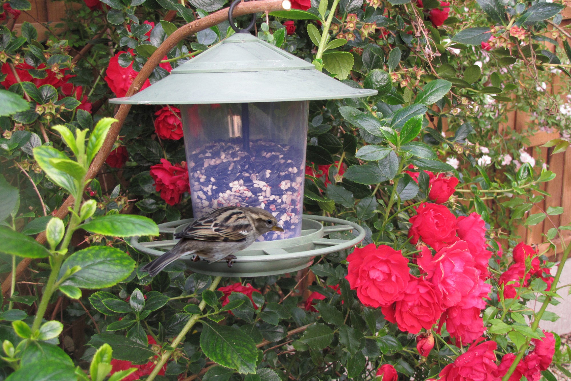 A guide to garden visitors: what to feed garden birds & how to attract