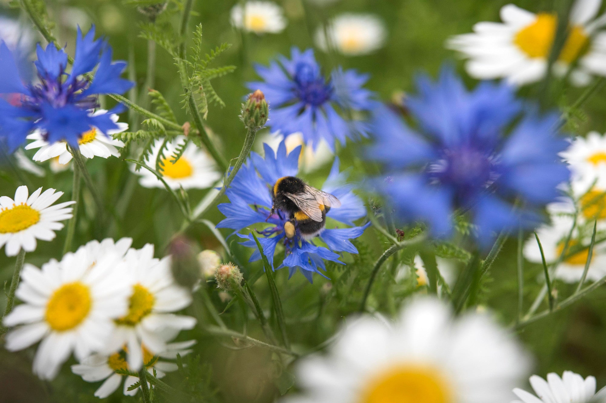 Eco-friendly gardening tips: How to grow your own wildflower meadow