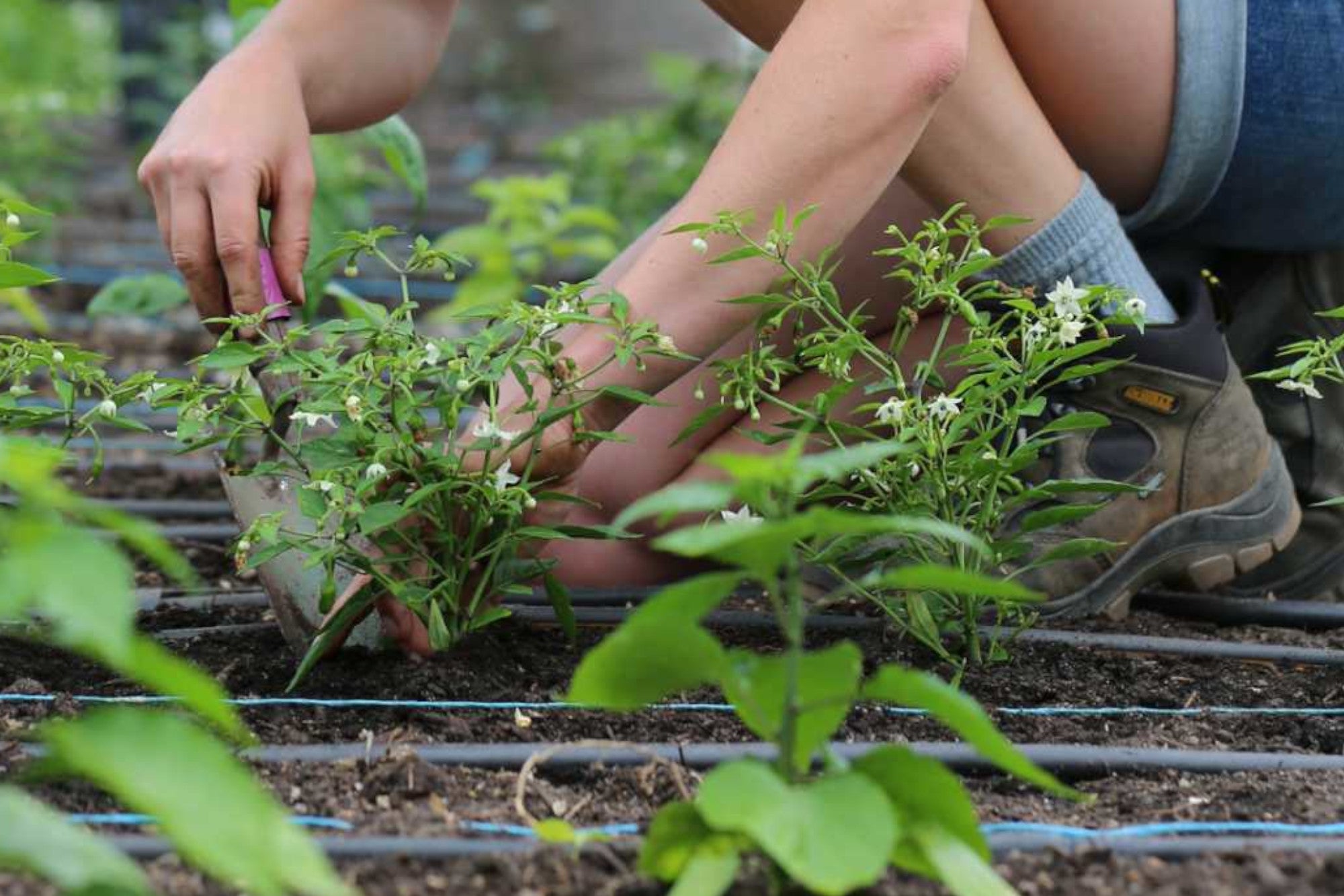 Sustainable living: What are the benefits of growing your own food?