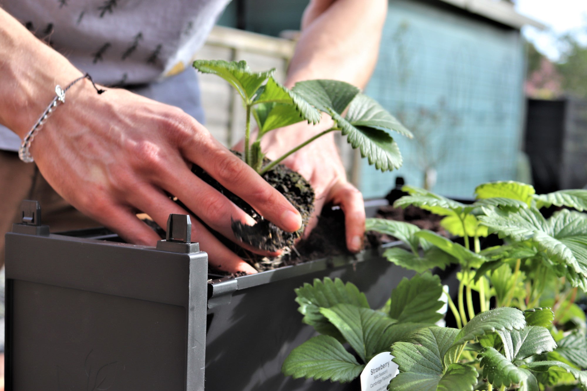 How to implement vertical farming at home