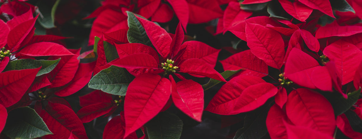 Christmas home & living
