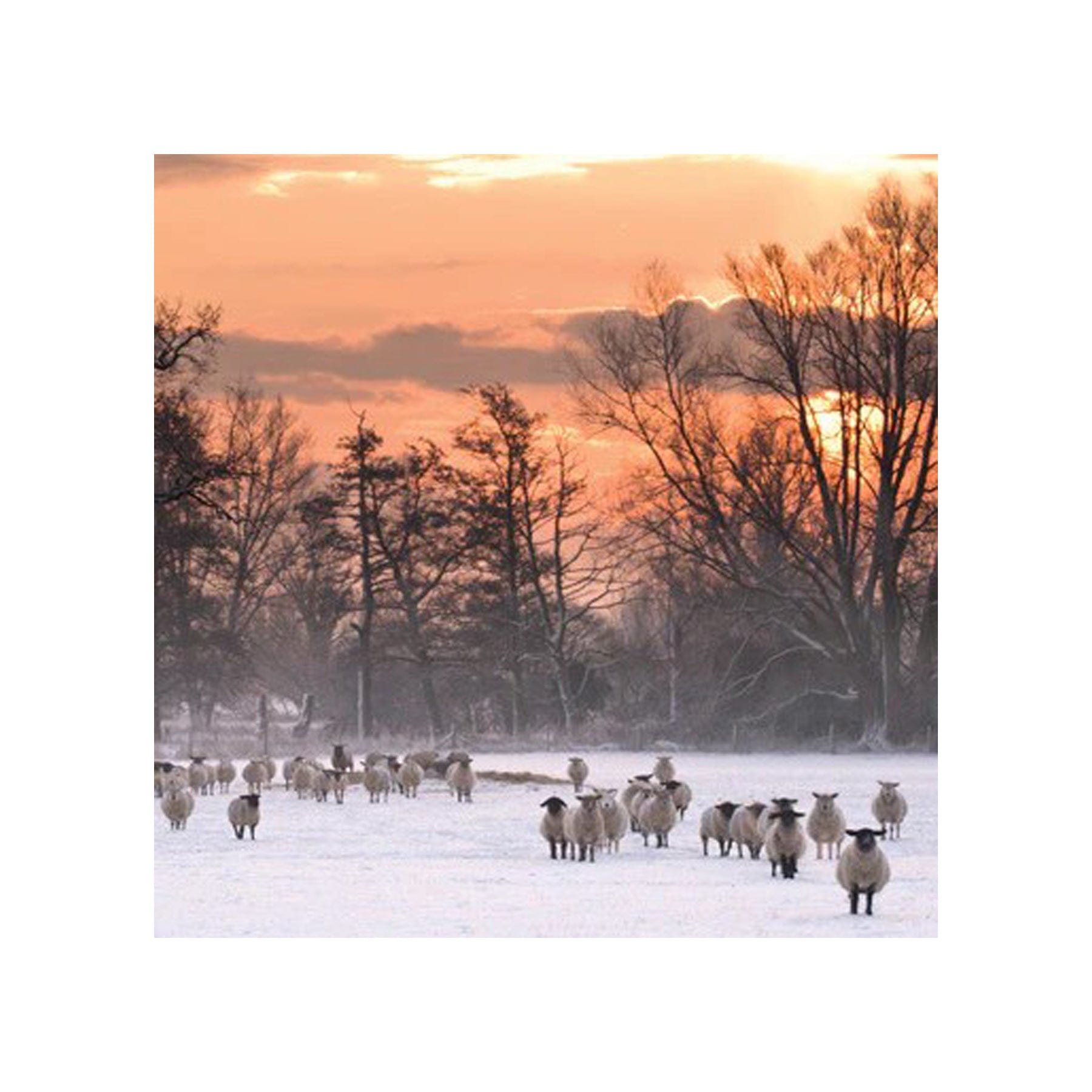 A winter flock Christmas card