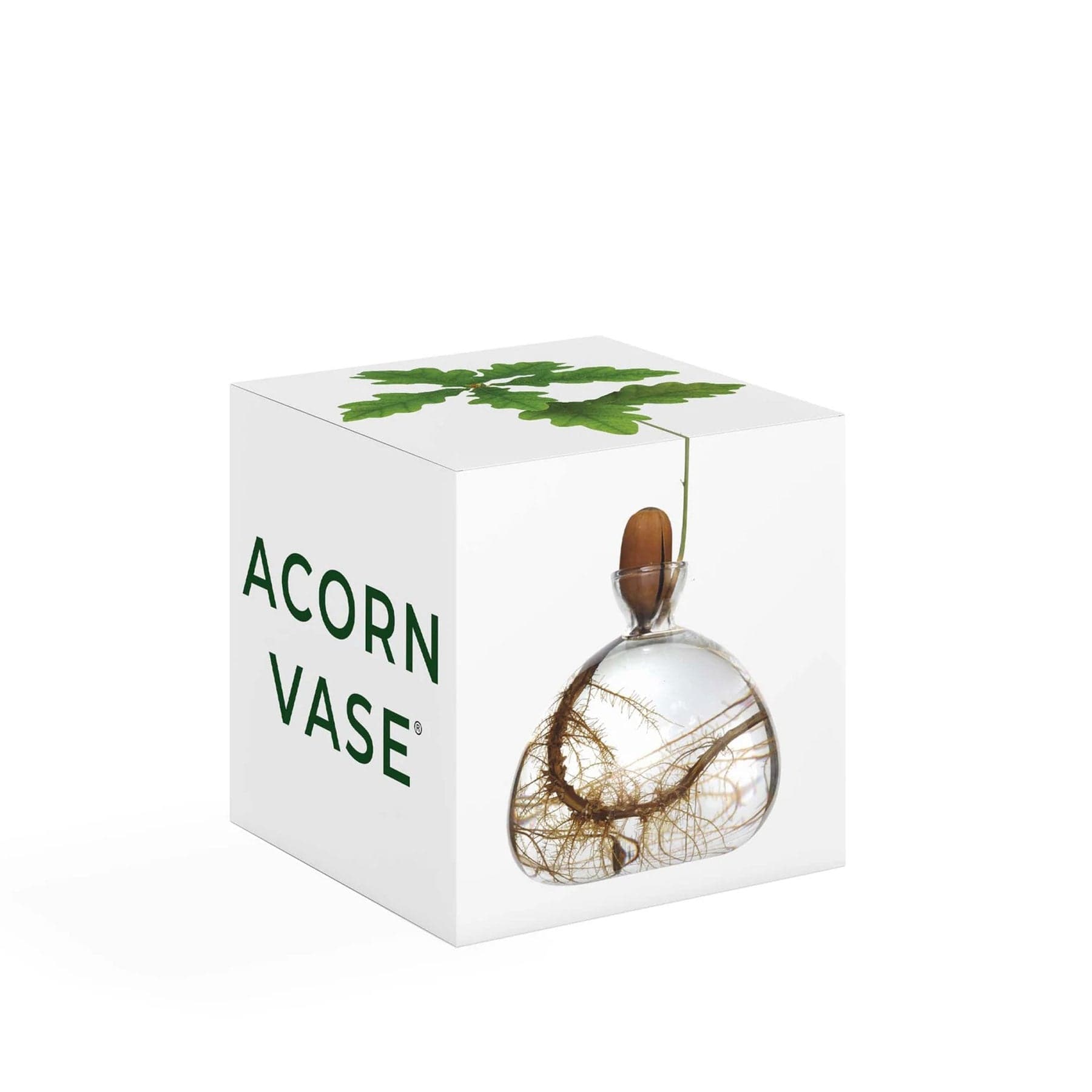 Acorn vase clear