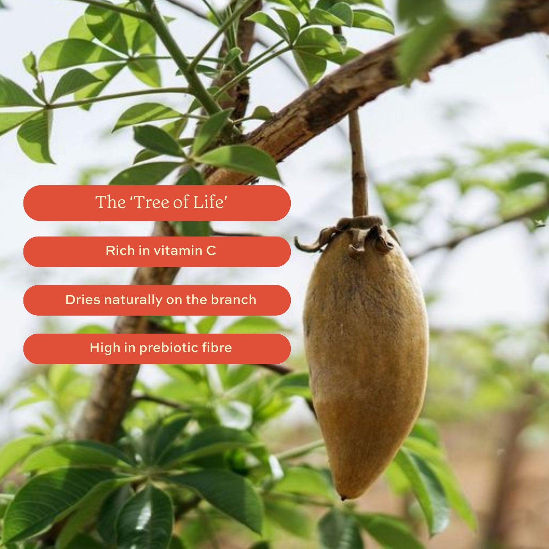 Baobab superfruit powder 80g