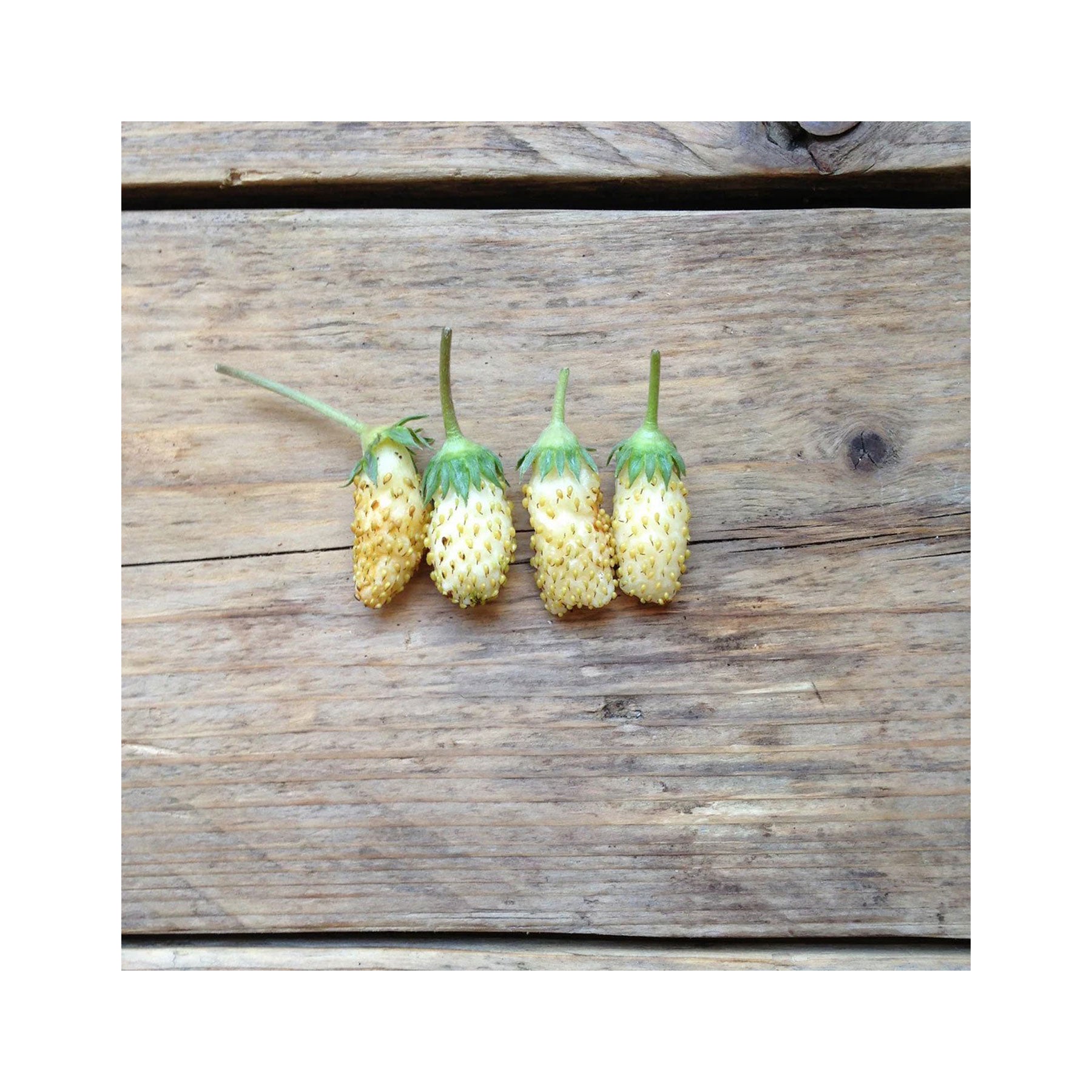 Alpine strawberry white soul seeds