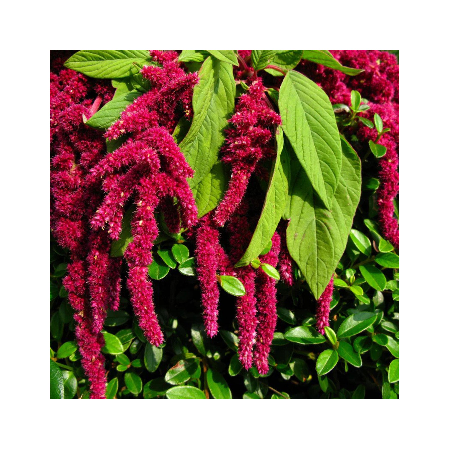 Amaranth love lies bleeding seeds