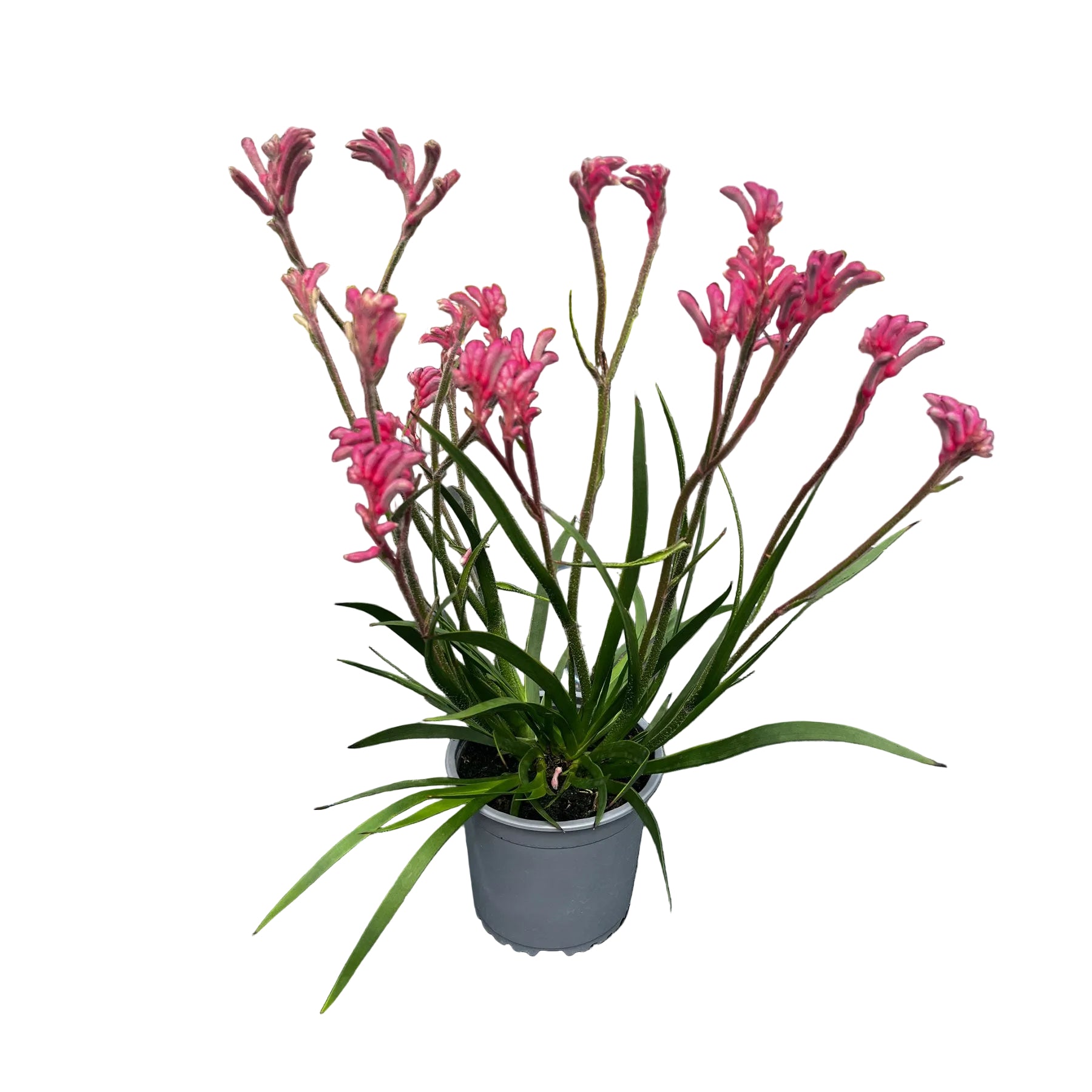Anigozanthos 'bush pearl' 13cm