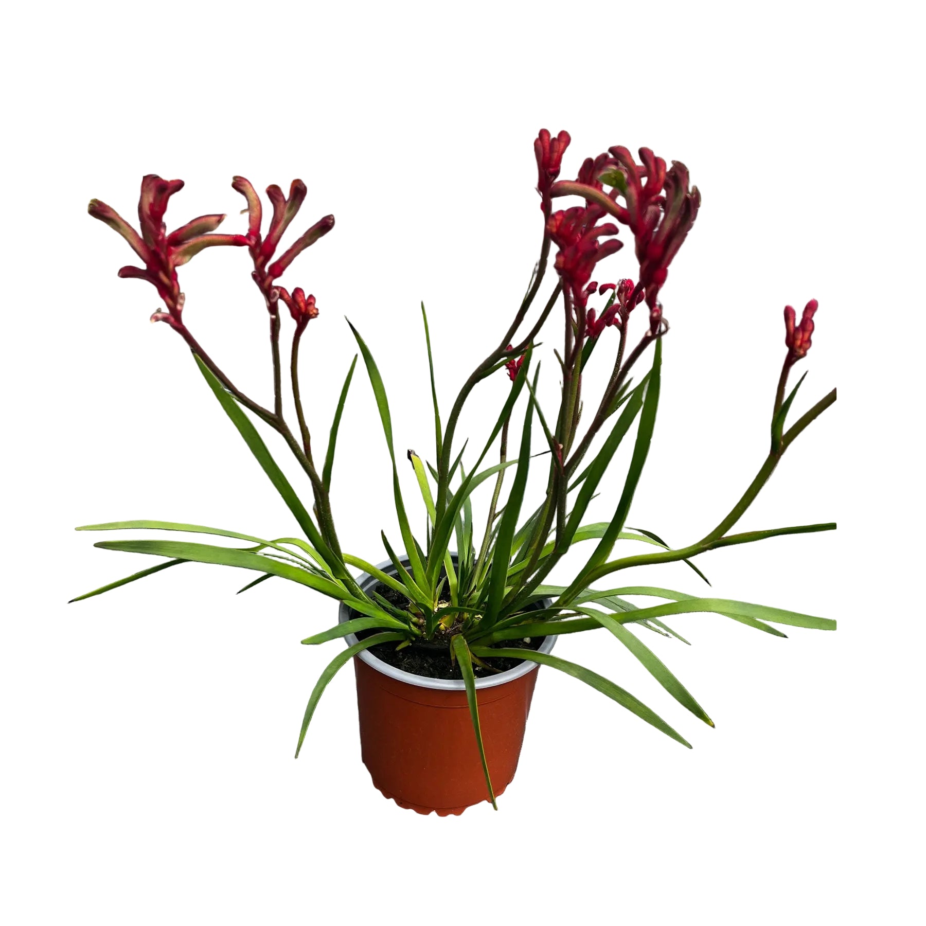 Anigozanthos 'elegance' 13cm