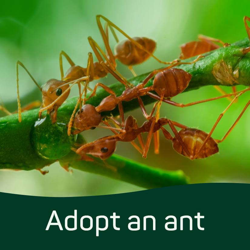 Adopt an Ant (Digital)