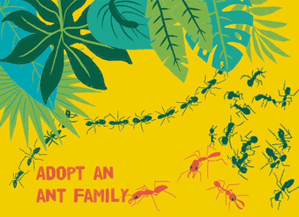 Adopt an Ant Family