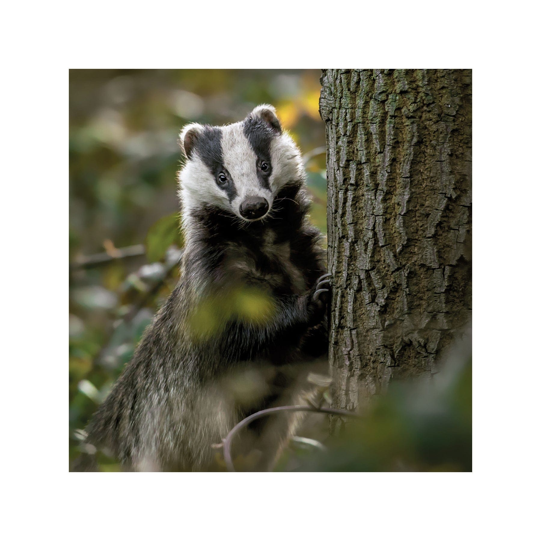 Badger greetings card