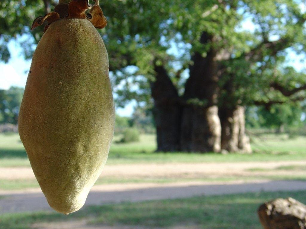 Baobab fruit powder