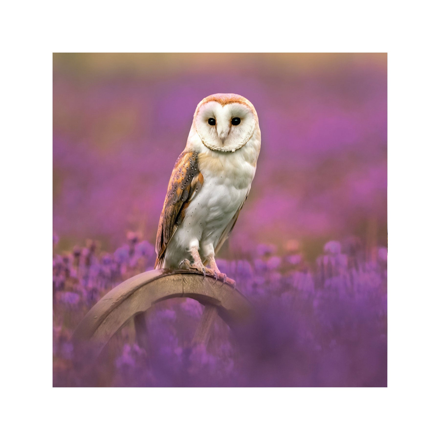 Barn owl greetings card