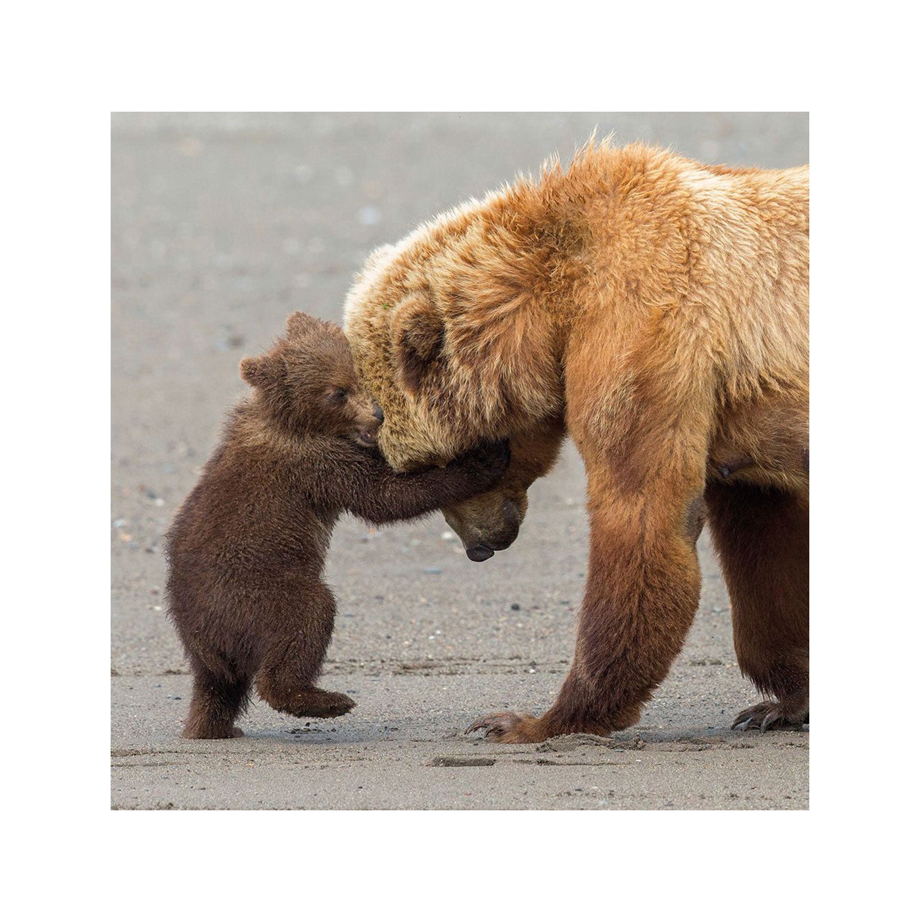 Bear hug greetings card