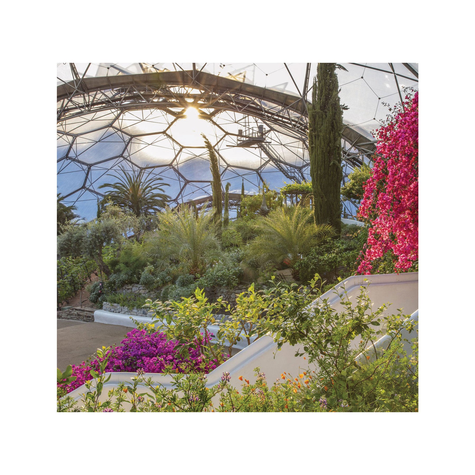 Bougainvillea by the citrus grove greetings card